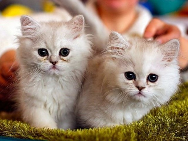 Породы кошек в Старой Майне | ЗооТом портал о животных