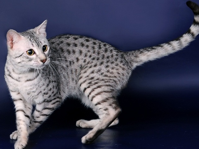 Породы кошек в Старой Майне | ЗооТом портал о животных