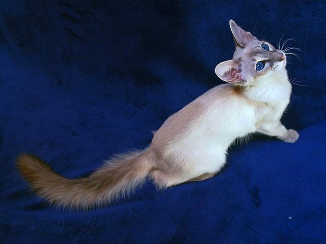 Выведенные породы кошек в Старой Майне | ЗооТом портал о животных