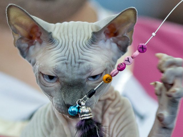 Выставки кошек в Старой Майне | ЗооТом портал о животных