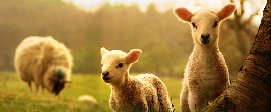 Объявления о сельскохозяйственных животных | ЗооТом - продажа, вязка и услуги для животных в Старой Майне