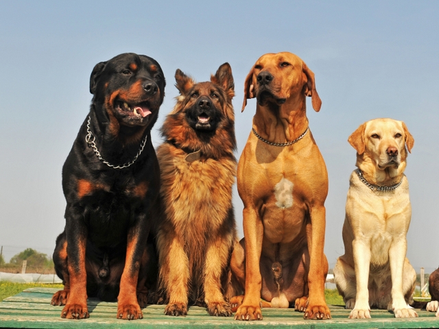 Крупные породы собак в Старой Майне | ЗооТом портал о животных